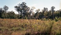 Baton Rouge Brushland