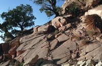 Desert Vegatation on S Kaibab