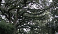 Snake Tree Oak